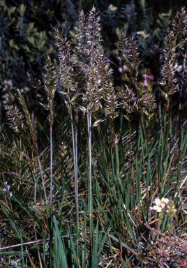 APII jpeg image of Trisetum spicatum  © contact APII