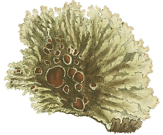 Lichen conspersus: Sowerby illustration