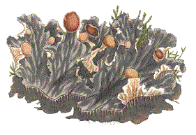 Lichen caninus: Sowerby illustration