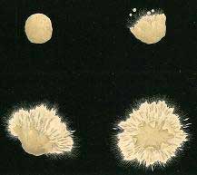 click to enlarge Sagedia macrospora : perithecium